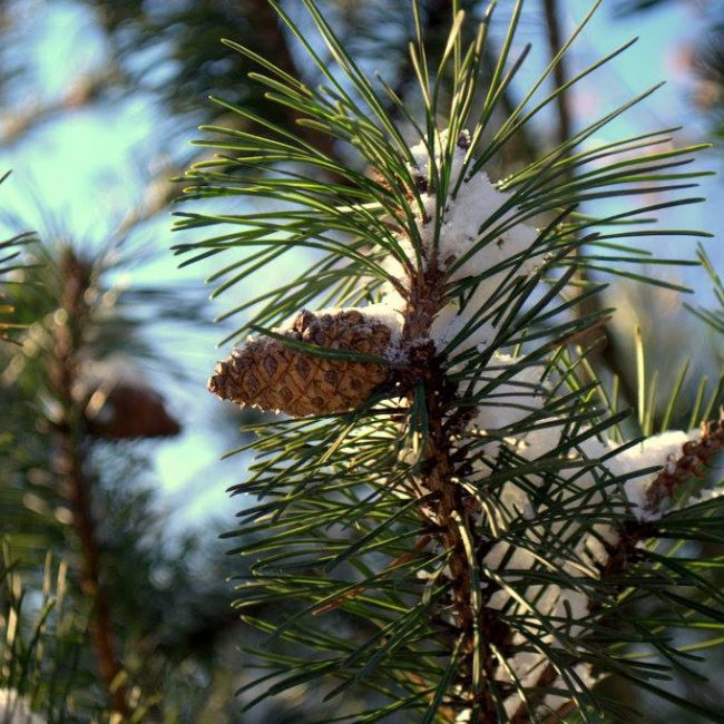 Arkivysk. L. Virbalo Kalėdinis laiškas